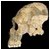 icon_skull