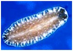 flatworm