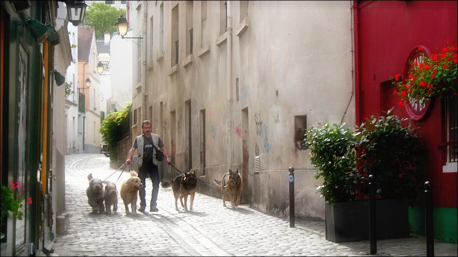 dogwalker.jpg