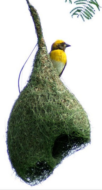 weaver bird nest